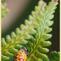 DSC 8262 larve coccinelle
